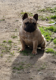 Bulldog Francese per monta