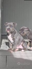 Ultima cucciola di American Pitbull Terrier