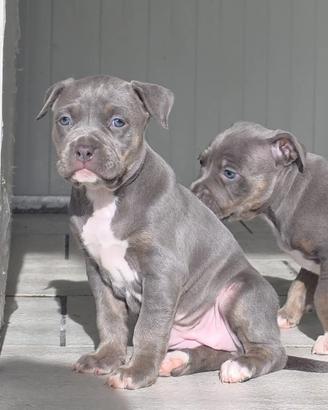 Ultima cucciola di American Pitbull Terrier