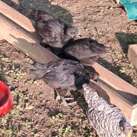 Pulcinotti Ayam Cemani