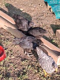 Pulcinotti Ayam Cemani