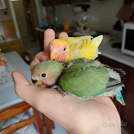 Inseparabili allevati a mano, pappagalli, uccelli