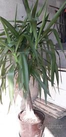 pianta yucca