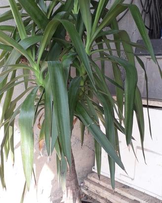 pianta yucca