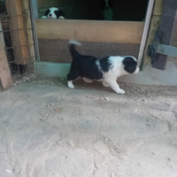 Cuccioli border collie