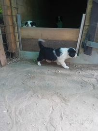 Cuccioli border collie