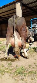 Mucca