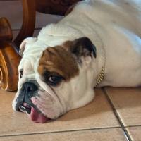 Alice (bulldog inglese ) tre anni