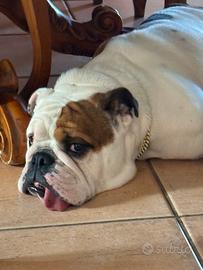 Alice (bulldog inglese ) tre anni