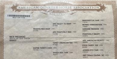 Cavallo Quarter castrone