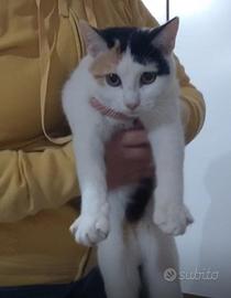 Loletta. Gattina 9 mesi