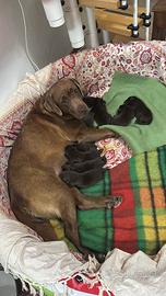 Cuccioli labrador cioccolato