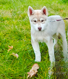 Eleganza, bellezza in miniatura Siberian Husky