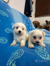 Maltese
