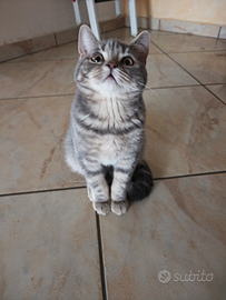 Cuccioli Scottish straight a Bergamo