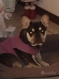 Maschio bulldog per monta