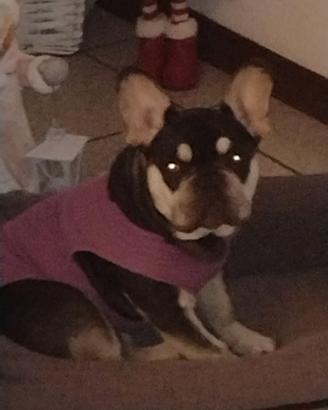 Maschio bulldog per monta