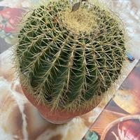 Pianta grassa