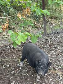 Mini pig maschio castrato