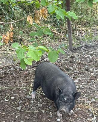 Mini pig maschio castrato