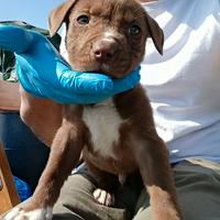 Maschietto di red nose due mesi