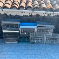 Cardellini novelli nostrali già fine muta