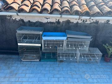 Cardellini novelli nostrali già fine muta