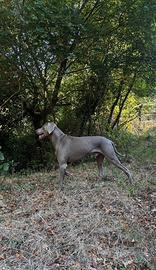 Weimaraner per monta con pedigree