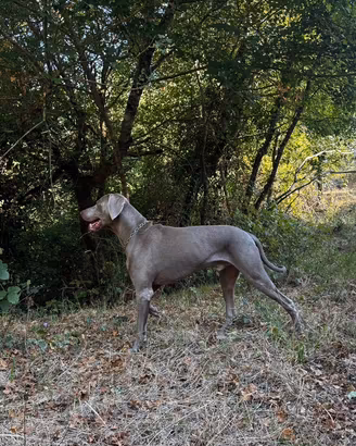 Weimaraner per monta con pedigree