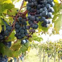 primitivo gioia del colle