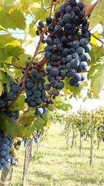 primitivo gioia del colle