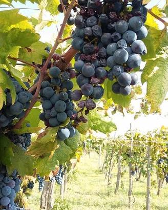 primitivo gioia del colle