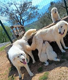 Cuccioli Pastore Maremmano Abruzzese