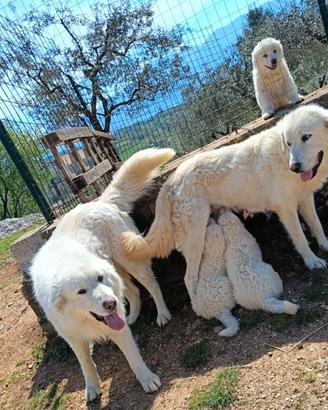 Cuccioli Pastore Maremmano Abruzzese