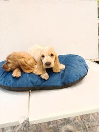 Cuccioli di cocker spaniel