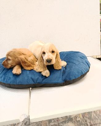 Cuccioli di cocker spaniel