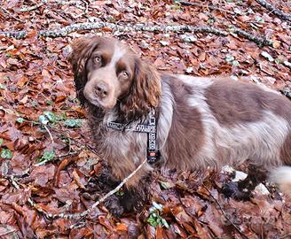 Disponibile per monta meticcio sprinker spaniel
