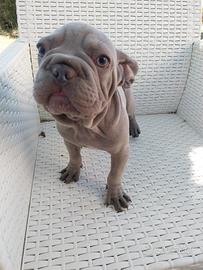 Cucciola Bulldog francese Velvet