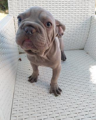 Cucciola Bulldog francese Velvet