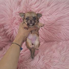 Chihuahua mini Toy teacup pelo lungo blu fawn