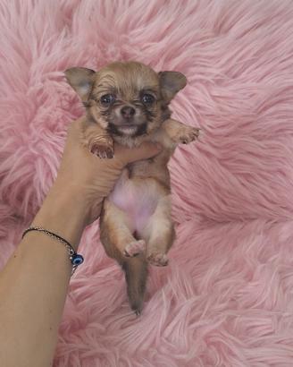 Chihuahua mini Toy teacup pelo lungo blu fawn
