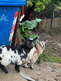 Coppie di caprette tibetane