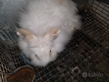 Coniglio Nano