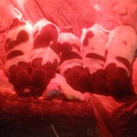 Cuccioli bracco kurzhaar