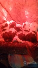 Cuccioli bracco kurzhaar