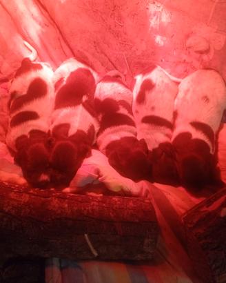 Cuccioli bracco kurzhaar