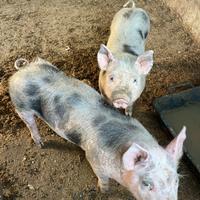 Maiali petrain/doppia coscia