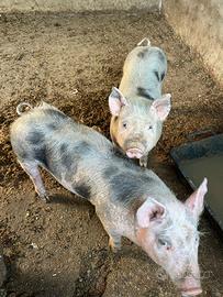 Maiali petrain/doppia coscia