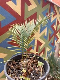 Piante cycas