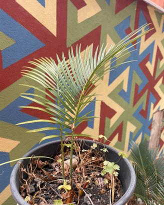 Piante cycas